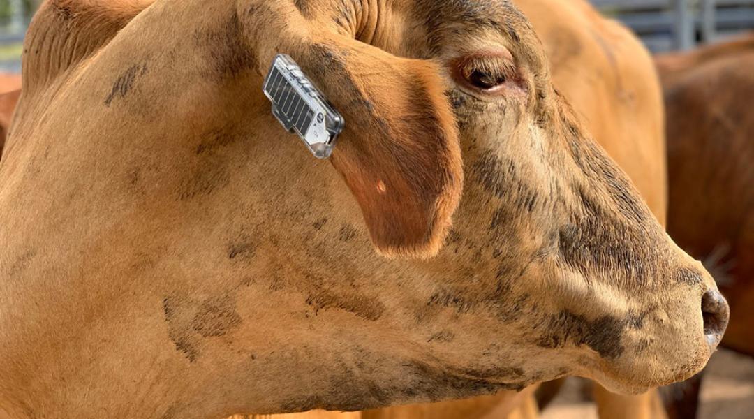 Füljelző, amely nyomon követi az állatok hollétét, és jelzi, ha valami szokatlant észlel