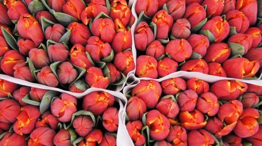 Vegyünk példát a holland díszkertészekről!