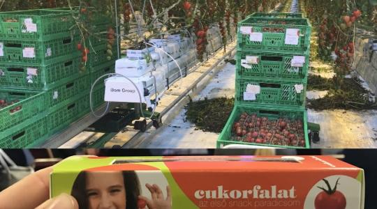 Cukorfalat magyar paradicsom – télen is frissen szüretelve! – KÉPEK és VIDEÓ!