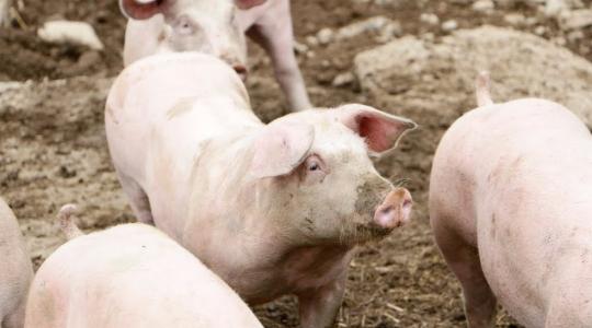 Veszélyt és lehetőségeket is rejt magában az állattenyésztés új szabályozása