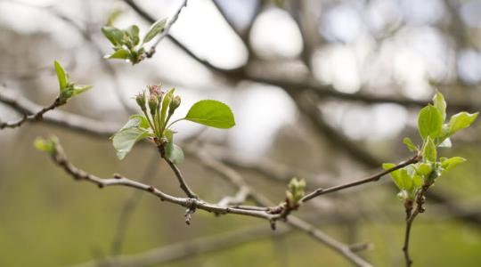 Vízkereszthez kötődő időjárásjóslás: ha január 6-án hideg volt, korai tavaszt vártak