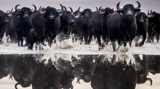 Moszkva mellett bivalytelep épül, hogy kiszolgálja a sajtgyártást 