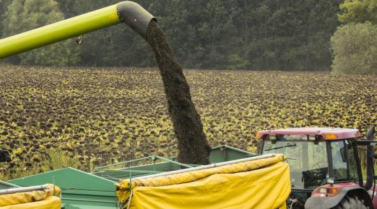 Négy tonna feletti hektáronkénti napraforgótermés-átlag is elérhető