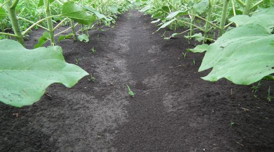 Gyomirtás napraforgóban? Olvassa el tanácsainkat!
