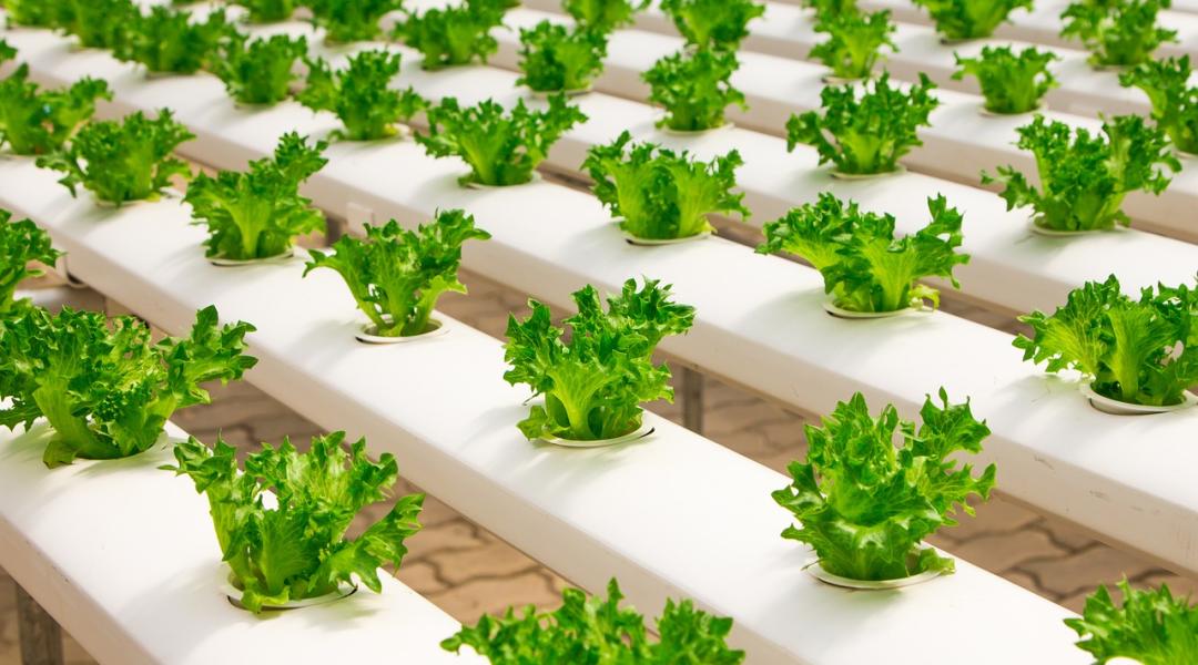 Moszkvában óriási beltéri farm építése kezdődött el