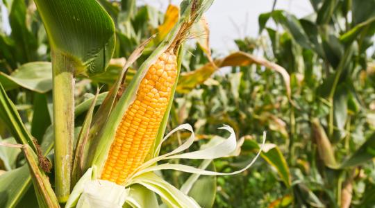 A kiváló kukoricatermés nyomában még a polgármesterhez is bementünk