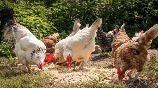 Rovaralapú takarmányok: számos rovarfaj közül lehet válogatni
