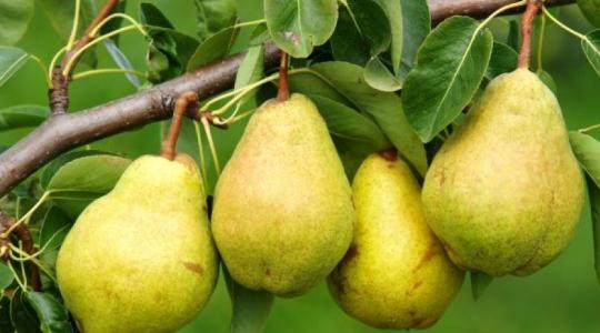 Egyre kevesebb körte terem Magyarországon