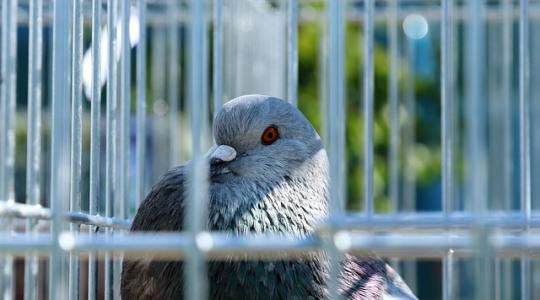 Támogatás a haszongalamb-tartóknak!