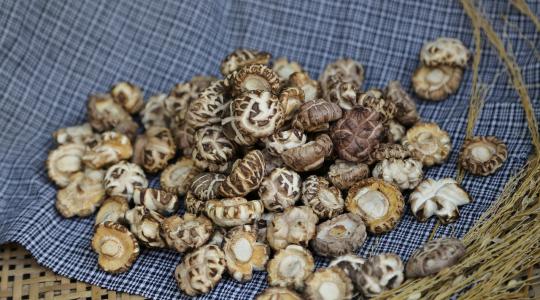 Shiitake gombatermesztés Kárpátalján