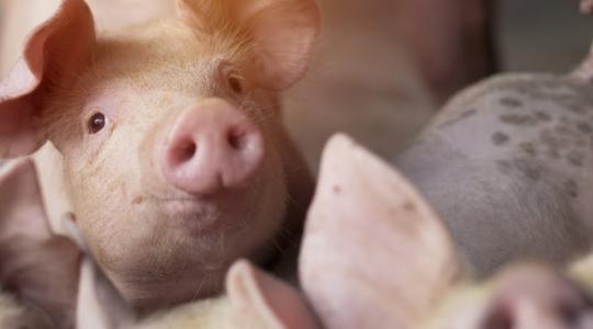 Csökkent a sertésvágások száma – erősen nőtt az élőállatok iránti kereslet