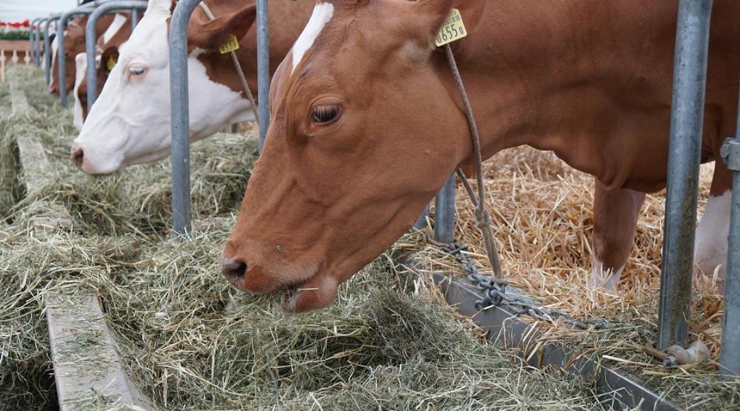 A teheneket is komolyan veszélyeztetik a mikotoxinok, amik a tejbe is bekerülhetnek