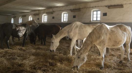 Új vezérigazgató a mezőhegyesi Nemzeti Ménesbirtok élén