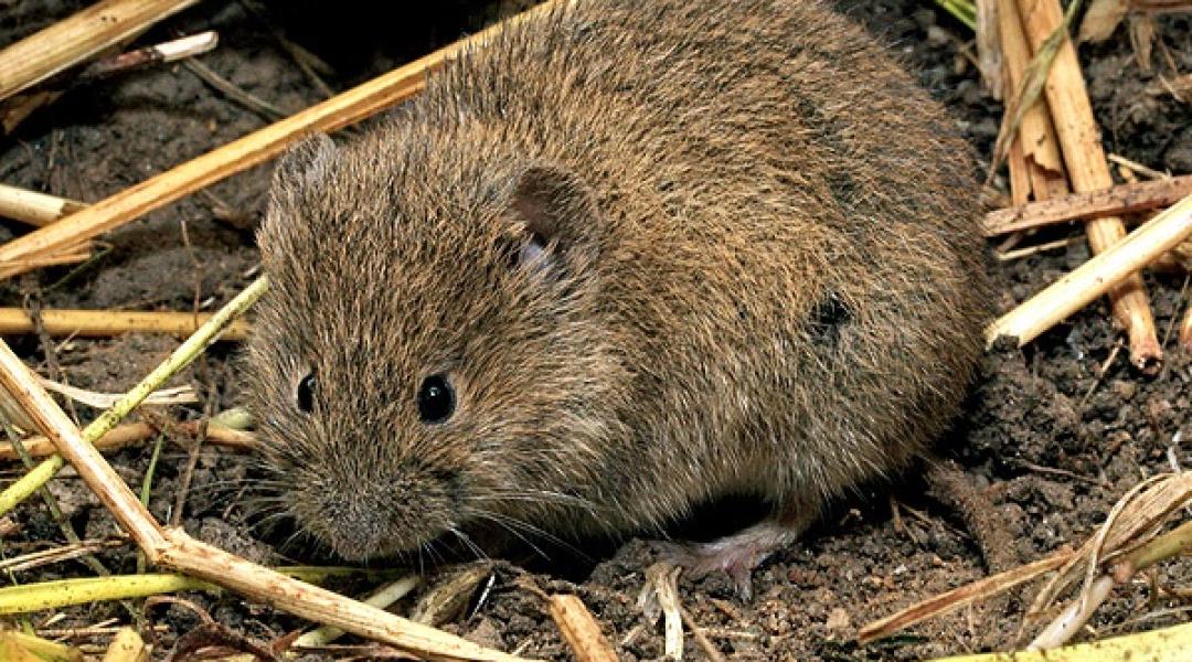 Mezeipocok-inváziótól tartanak a gyümölcstermelők