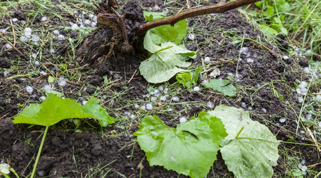 Megjelentek a referenciaárak a kárenyhítő juttatás kérelmek benyújtásához