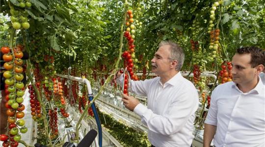 Ilyen az új paradicsomtermelő üvegház Győrben