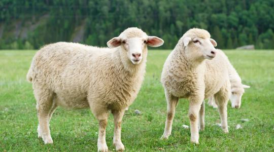A német agrártermelők közül egyre kevesebben és egyre kevesebb állatot tartanak