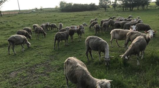 A legeltetés előtti parazitamentesítés kérdései kiskérődzőkben 