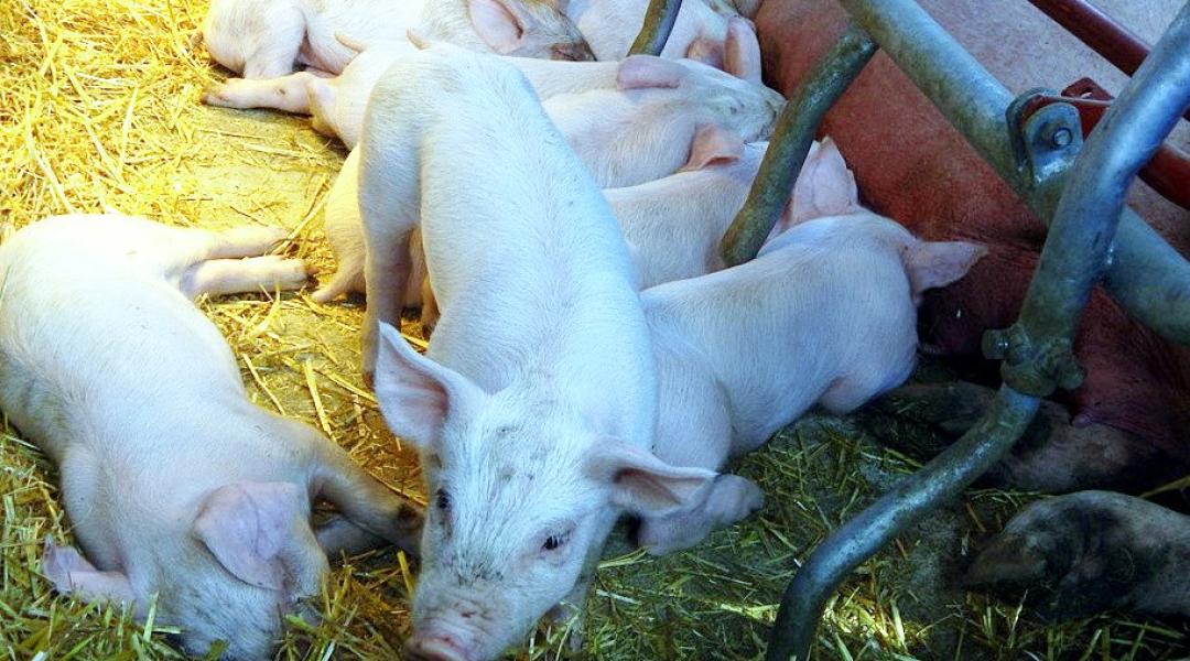 Bemutatunk egy sikeres magyar agrárvállalkozást