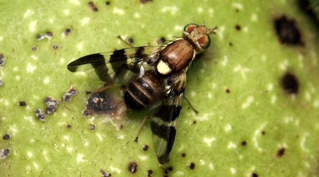 Semmi sem állítja meg a nyugati dióburok-fúrólégy terjedését – kérdések és kételyek