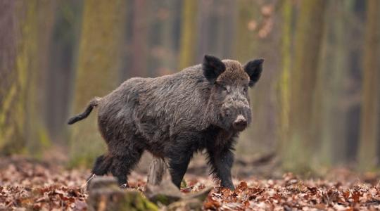 Tovább bővült a sertéspestis miatti fertőzött terület Pest megyében