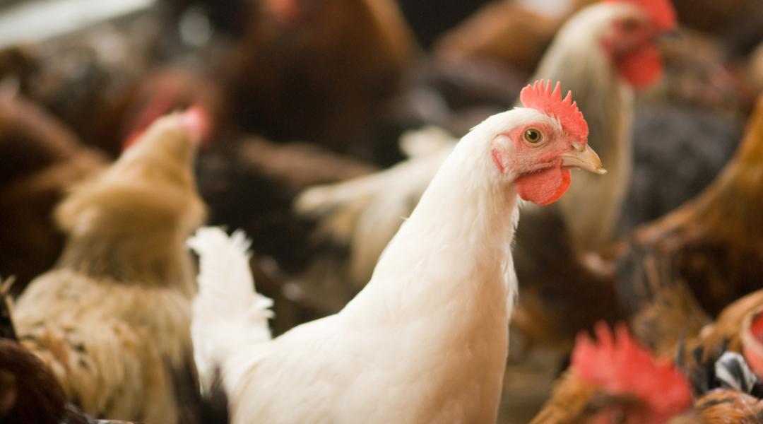 A mikotoxinok súlyosbítják a madarak veszélyes betegségét, a kokcidiózist