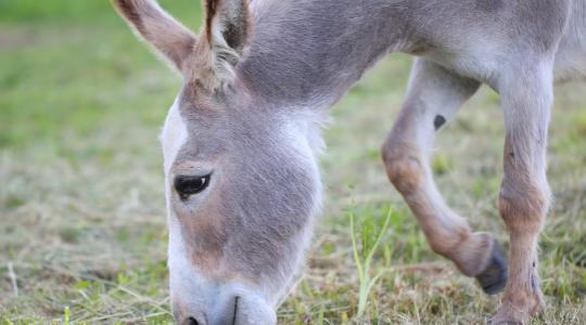 A kínai „csodagyógyszer” a szamarak  kipusztulásához vezethet