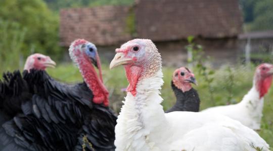 A pulykahús is drágul és drágulni is fog