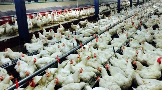 11,5 millió brojlerből 9 milliót ők takarmányoznak!
