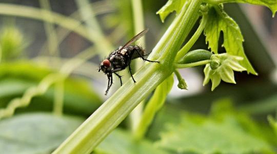 Az újonnan kifejlesztett robotlégy gyakorlatilag elpusztíthatatlan