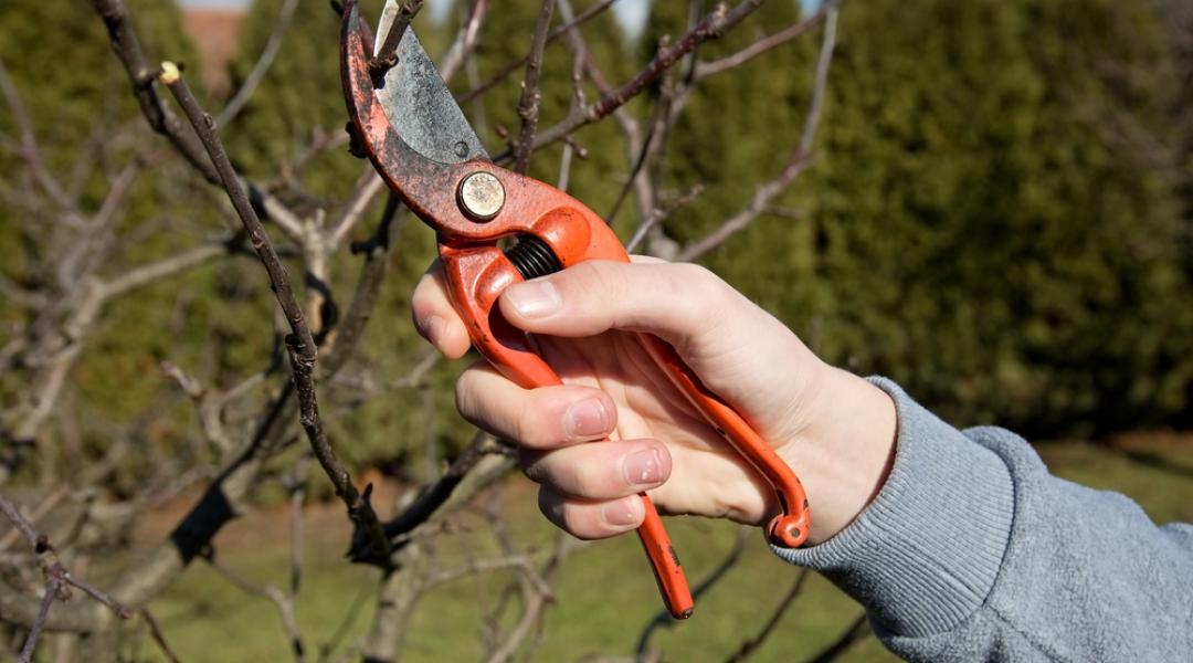 Jó tanácsok a metszéshez – így előzhetjük meg a növénybetegségeket!