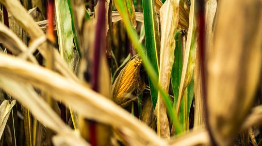 A RAGT Termelői Verseny nyerteseit díjazták az AGROmashEXPO-n