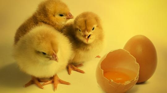 Vége van a gazdaság számára értéktelen csibék gyilkolásának?