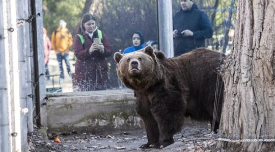 Meglátta az árnyékát a medve! – KÉPEK!