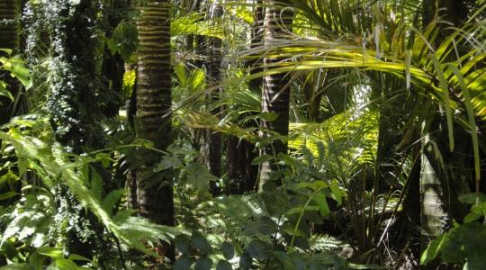 Teljes összeomlás fenyegeti a trópusokon a biodiverzitást