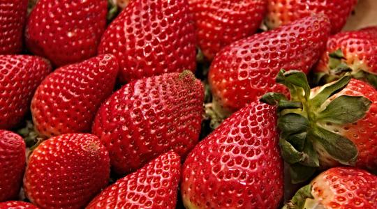 Az alacsony hőmérséklet lassítja a spanyol szamóca szedését