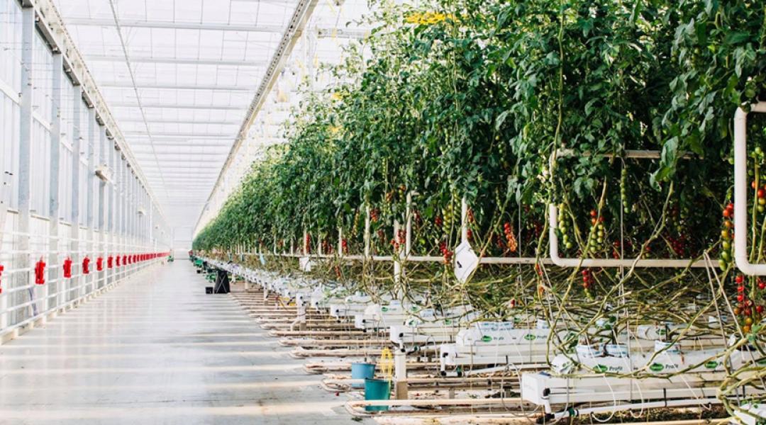 PREGA – Gyümölcs- és szőlőtermesztési, Zöldségtermesztési és Indoor farming szekció: részletes program
