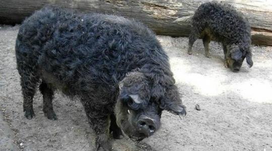 A magyar mangalica eljutott a külföldi piacokra, és a 21. századi gasztronómia részévé vált 
