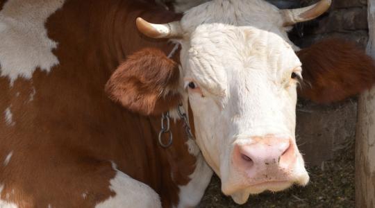 A fejőrobotok segíthetik az ideális tehénállomány kialakítását