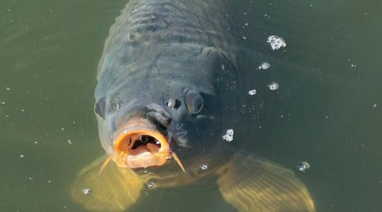 Nagy erőkkel keresik az eltűnt, 30 kilogrammos pontyot