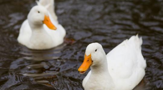 Minden megyében megszűnt a madárinfluenza miatti korlátozás