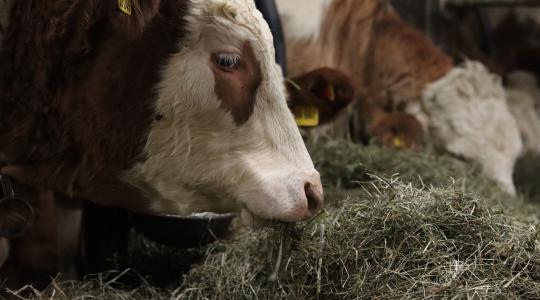 Újabb 3 évre kötelesek a tejfeldolgozók és tejtermelők piaci jelentést benyújtani