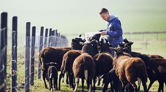 A hazai kis- és középvállalkozók 85 százaléka nem is gondol az utódlás kérdésére