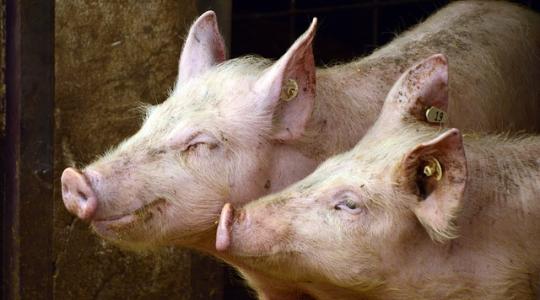 A vörösheréből kivont fehérjék különösen hasznosak a sertések etetésében