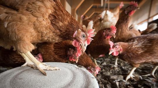 Úszó tojótyúkfarm a város közepén 