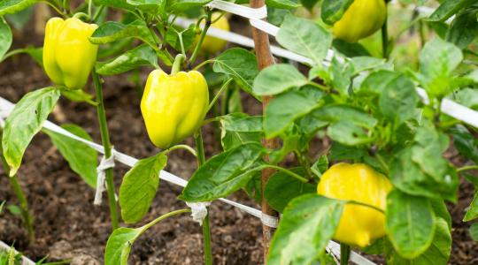 Rekordalacsony a török tartósított paprika exportjának értéke
