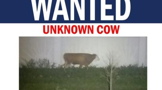Egy szabad szellemű tehén tör borsot a rendőrök orra alá