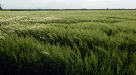 Fejér megyei Kalászos Fajtabemutató