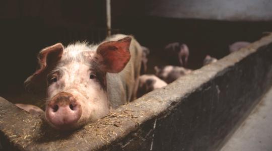 Az Agrofeed Kft. koronavírussal kapcsolatos megelőző intézkedései