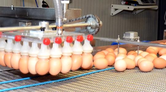 Katasztrófa után is talpra lehet állni – egy kolontári agrárvállalkozás története